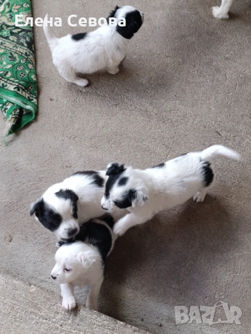 Продавам малки кученца , снимка 2 - Други - 54178207