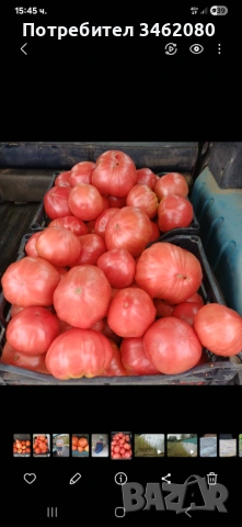 Разсад - Домати, снимка 10 - Разсади - 53999169