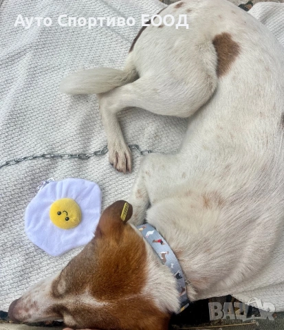 Търси дом, подарява се!, снимка 5 - Други - 54176849