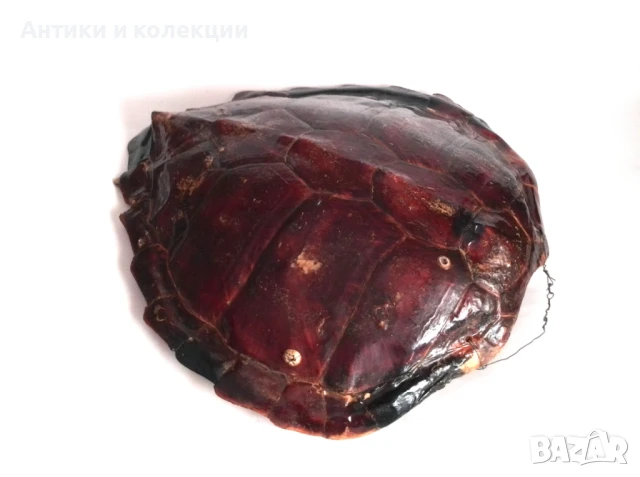 голяма коруба на австралийска костенурка, снимка 7 - Антикварни и старинни предмети - 51261609