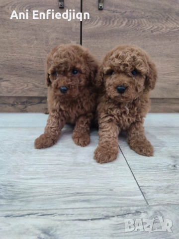 Пудел Той/Toy Poodle, снимка 2 - Пудели - 53896301