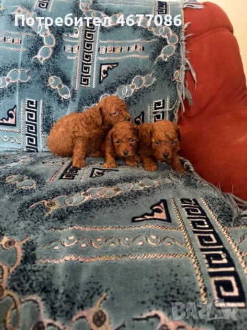 Той пудели ред априкот , снимка 7 - Пудели - 54313703