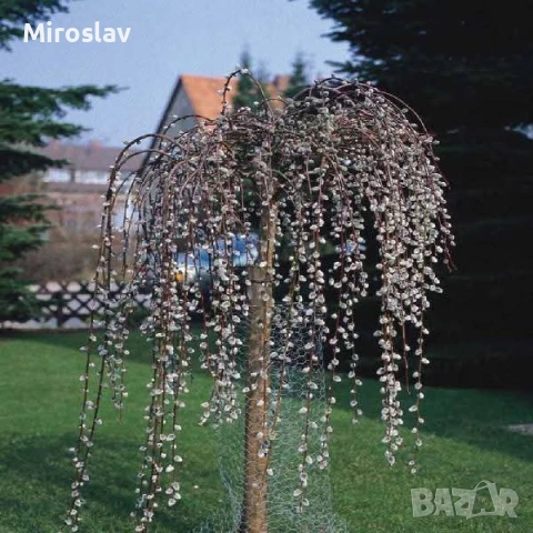 Плачеща върба, снимка 3 - Градински цветя и растения - 53878362