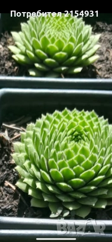 Сукуленти / Дебелец / Алпийска роза, снимка 18 - Градински цветя и растения - 36621042