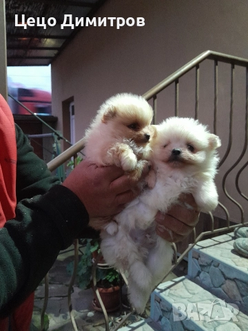 померанчета , снимка 5 - Померан - 52590550