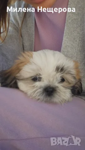 ши тцу shi tzu shih tzu