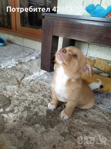 Продавам мъжко кученце, снимка 2 - Други - 52624407