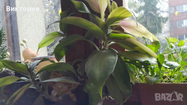 Кализия - билката на века!, снимка 4 - Градински цветя и растения - 26712093