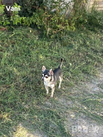 Чихуахуа за разплод , мини Чихуахуа, снимка 8 - Чихуахуа - 38398987