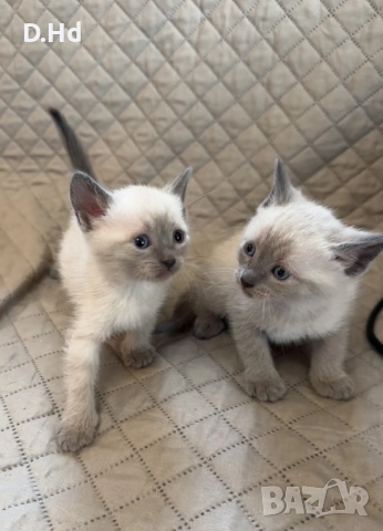 Сиамски котета, снимка 1