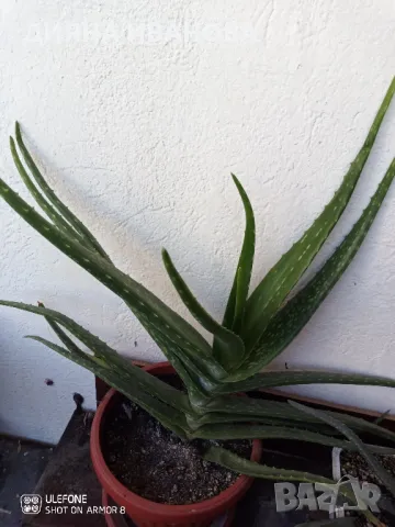 ЖЪЛТА КЛИВИЯ, АЛОЕ ARBORESCENS И АЛОЕ BARBADENSIS., снимка 5 - Стайни растения - 49868477