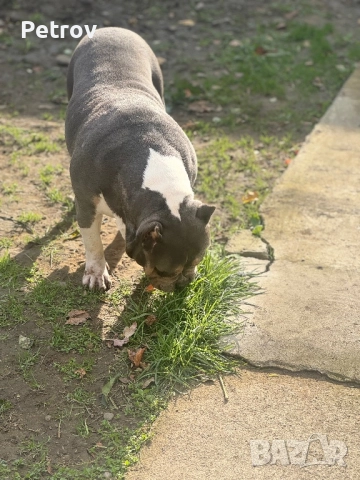 Американско були, снимка 8 - Питбул - 51911928