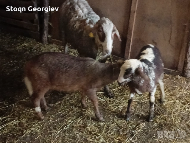 Овце с агнета