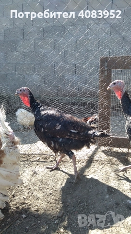 пуйки за месо, снимка 3 - Кокошки и пуйки - 52935623