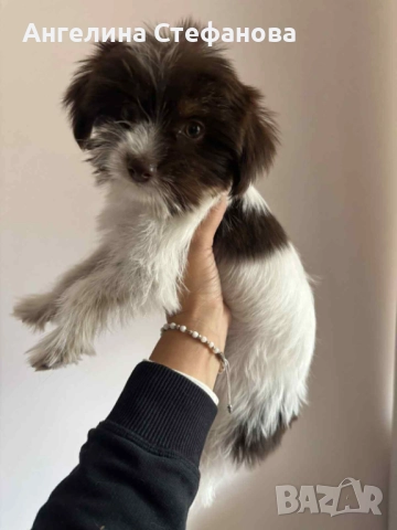 СПЕШНО! Търсим дом за това кученце, снимка 1