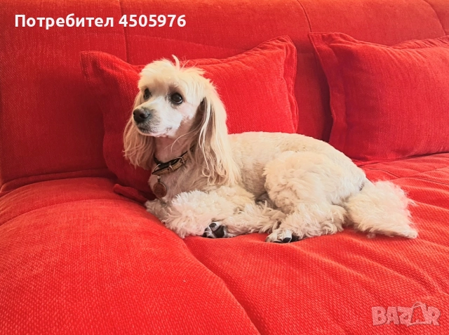 Среден пудел с родословие търси приятелка, снимка 4 - Пудели - 51456182