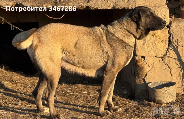 Кангал Женска , снимка 1