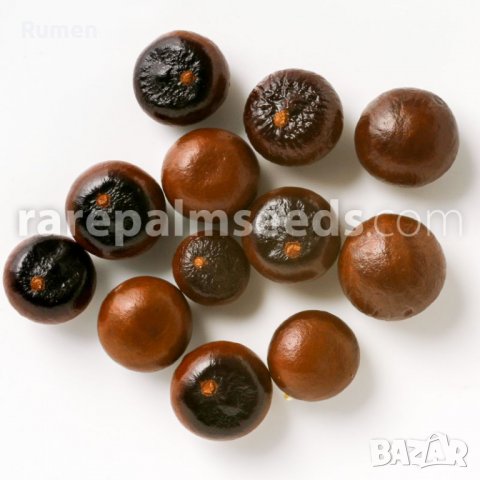 Продавам семена от студоустоичиви палми - 5 вида, снимка 14 - Разсади - 38409108