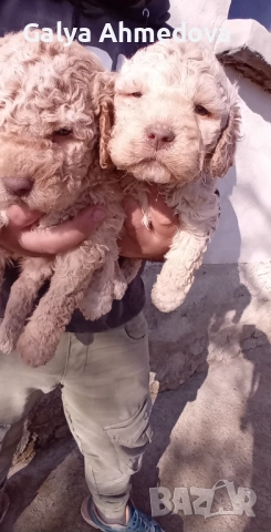 Лагото романьоло , снимка 7 - Други - 52822728