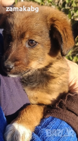 Подаряваме кученца бездомничета пухени бобчета, снимка 13 - Други - 52430271