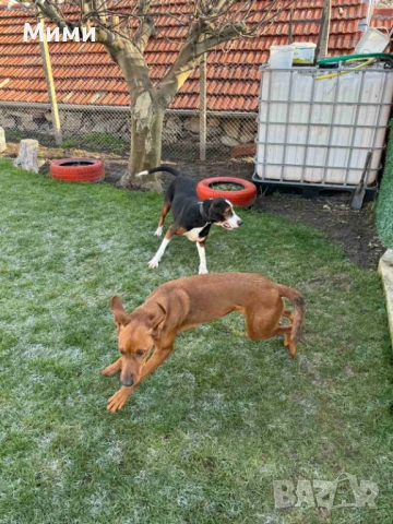 Ловни кучета, снимка 8 - Други - 53111116