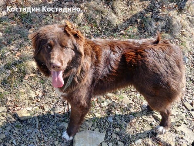 Женско каракачнско овчарско куче , снимка 2 - Каракачанска овчарка - 54208147