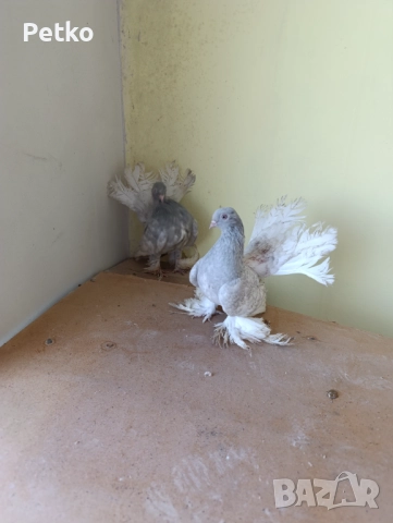Гълъби ростовски, снимка 4 - Гълъби - 52224460