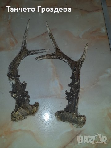 трофейчета