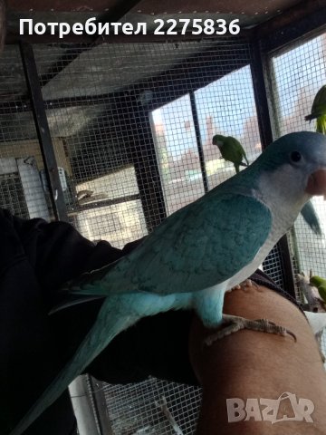 Монашески Папагалчета (монах), снимка 13 - Папагали - 37902418