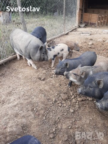 Заплодени свине майки 2 броя, снимка 12 - Прасета - 34457347