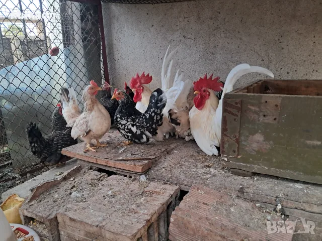 Шабо на различни възраст