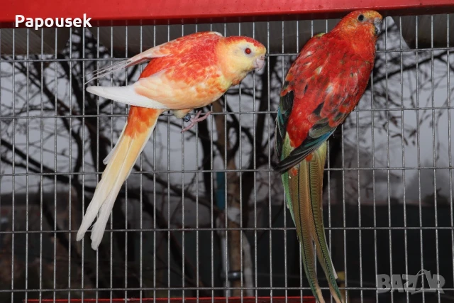 Работещи двойки Пойни Папагали , снимка 9 - Папагали - 50786813