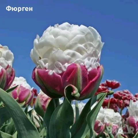 Сладоледено лале (Ice Cream Tulip), снимка 4 - Разсади - 56404944
