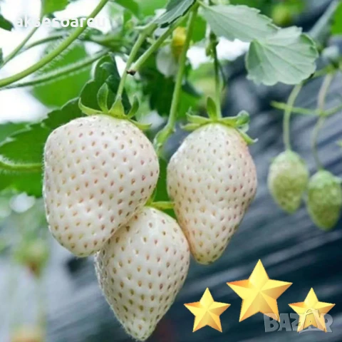 100 семена от плод бяла ягода органични плодови ягодови семена от вкусни ягоди отлични плодове, снимка 6 - Сортови семена и луковици - 50618986