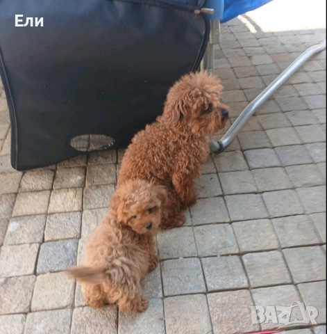 Той пудел/малтипу F2-момче и момиче, снимка 7 - Пудели - 54181433