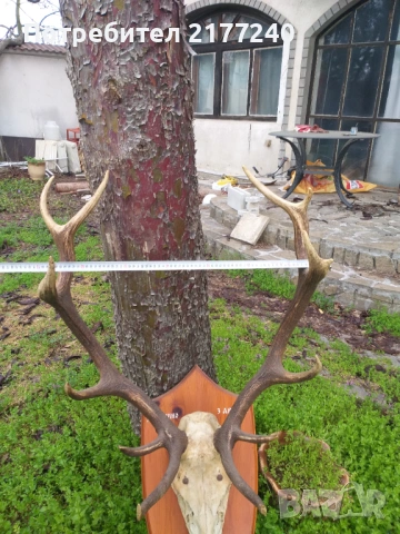 Рога от Елен със стойка, снимка 2 - Декорация за дома - 54117967