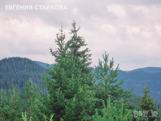 Студио "PANORAMA MOUNTAIN", до ски писта "Пампорово - Стойките", снимка 11 - Квартири, нощувки - 48251681