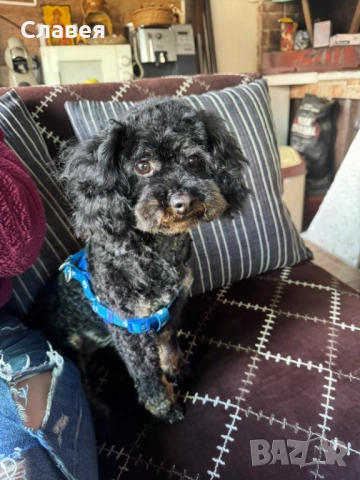 Продавам мини пудел , снимка 4 - Пудели - 54159916