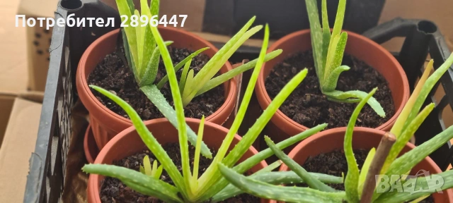 Лековито алое, снимка 2 - Стайни растения - 54120915
