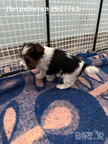 Бивер йоркширски териер, снимка 7 - Йоркширски териер - 53721743