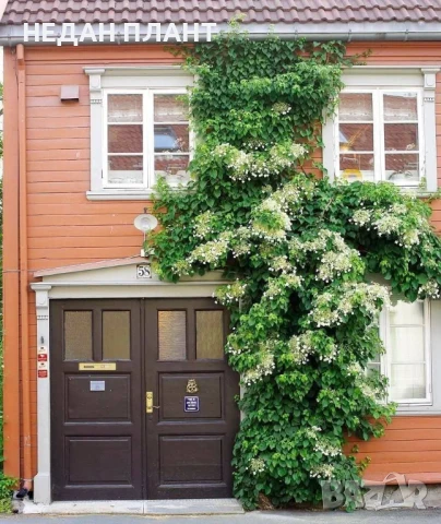 Хортензия катерлива /Hydrangea anomaly petiolaris