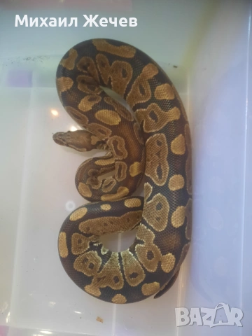 Продавам кралски питони
