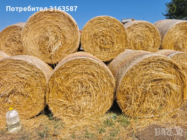 Бали овес със зърното, снимка 3 - За селскостопански - 56303252