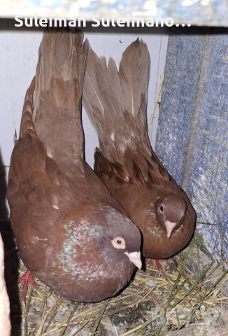 Продавам 2 двойки въртящи и подарък едно младо тяхно 60 лв , снимка 2 - Гълъби - 52891887