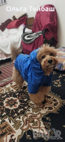 Пудел момче търси приятелка, снимка 18 - Пудели - 47853140