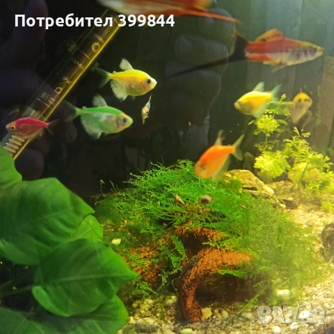 тернеции, снимка 2 - Рибки - 54196211