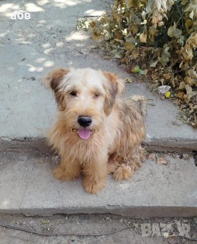 ирландски пшеничен териер , снимка 1