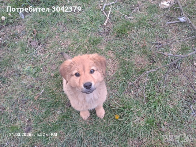 Подарявам кученца, снимка 4 - Други - 53939651