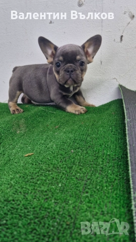 Продавам две  френски булдочета, снимка 8 - Френски булдог - 52897524