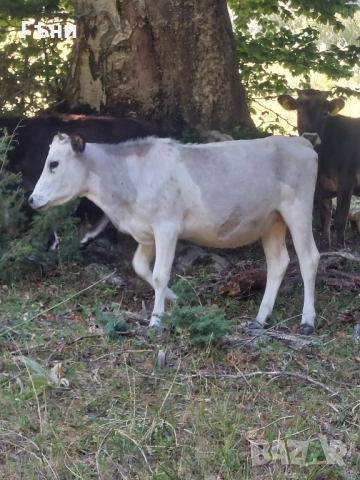 продавам юници крави за дамазлък, снимка 2 - Крави - 50844108